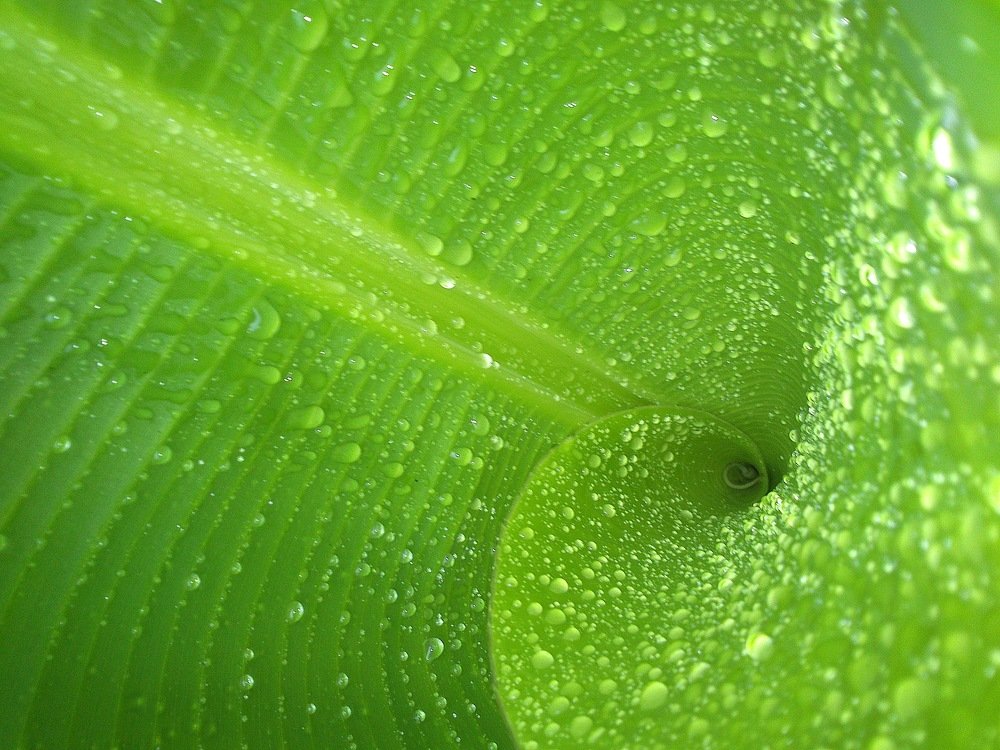 Green Drops