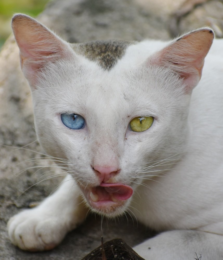 Odd eyed cat .