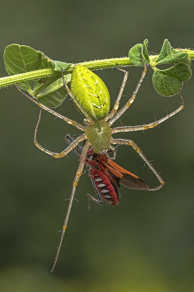A STUDY IN GREEN AND RED