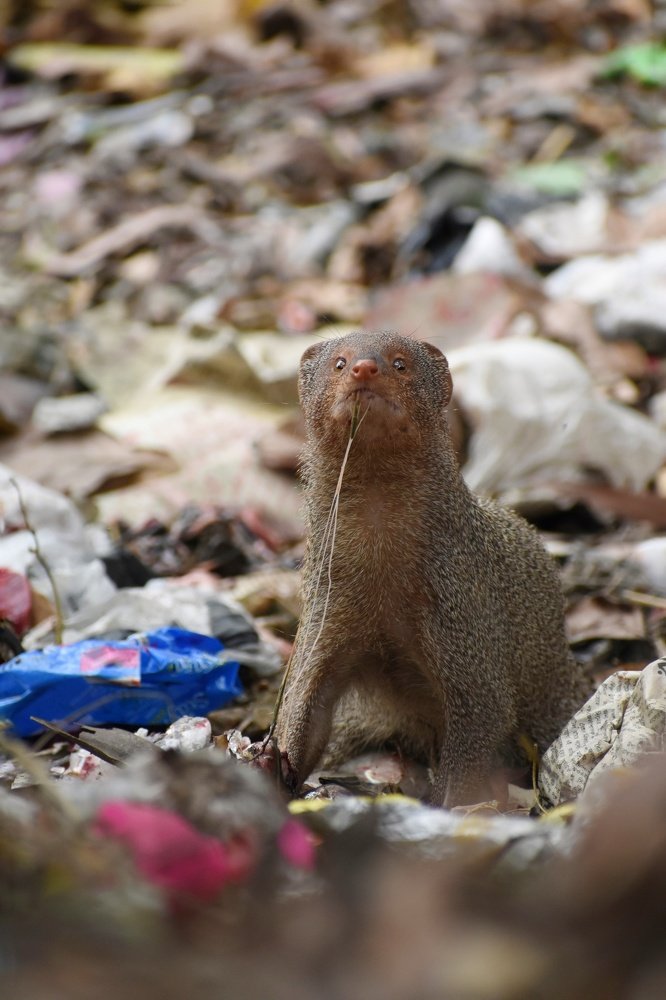 Mongoose