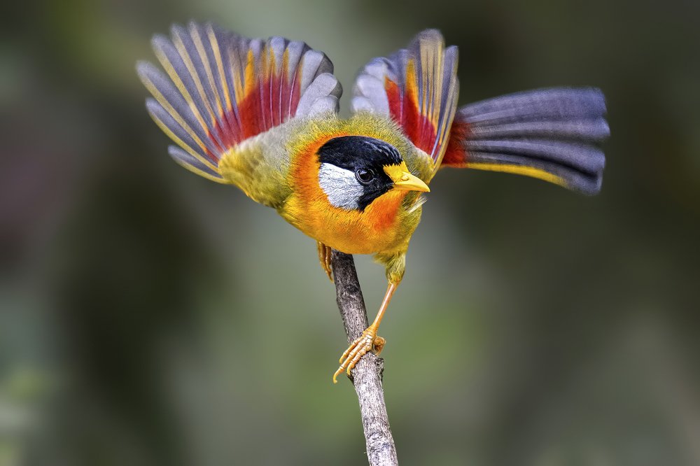 Silver Eared Mesia