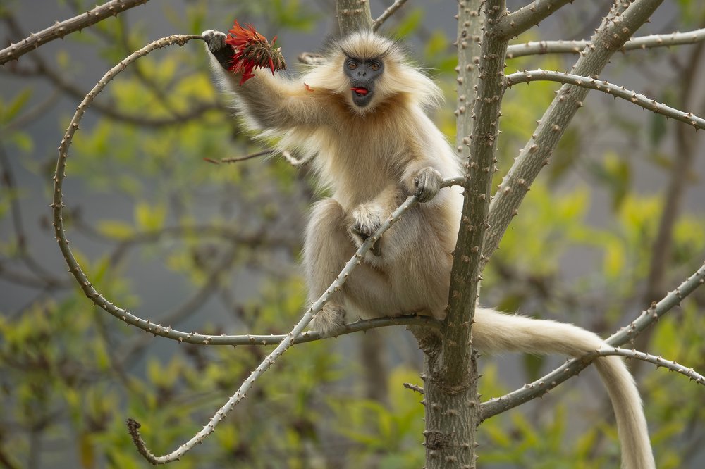 Golden Langur