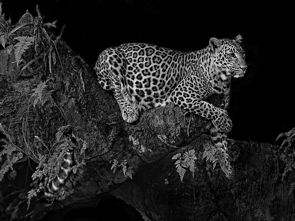 Javan Leopard perching