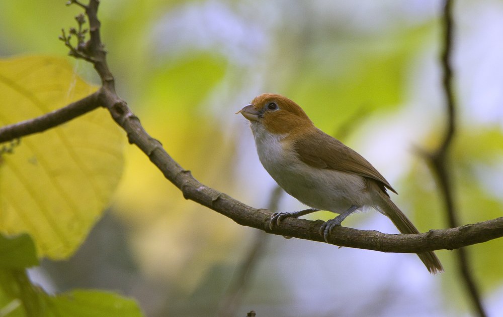 Rufous-headed parrotbill or or greater rufous-headed parrotbill (Psittiparus bakeri)