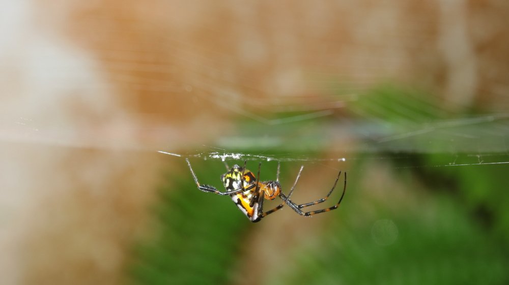 Photograph by Dennie Lempoy
