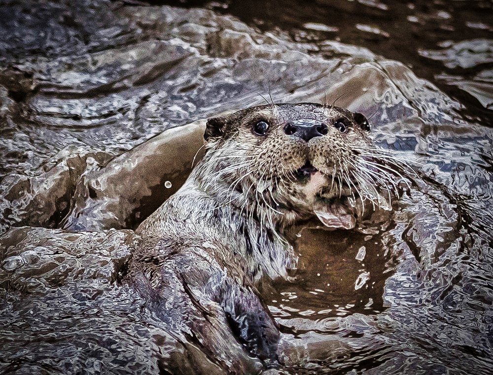 Photograph by Олег Семёнов