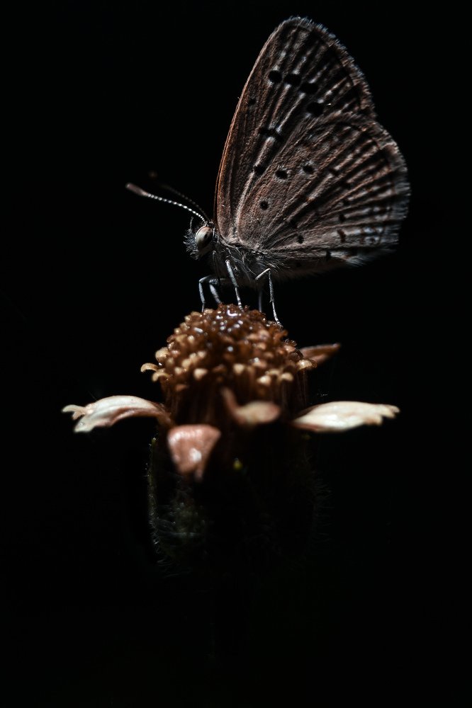 The Spotlight Butterfly