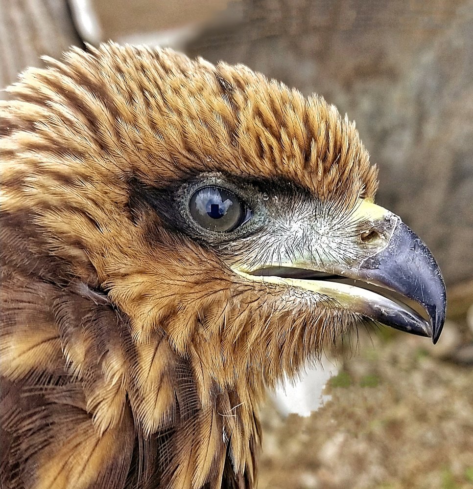 Hitesh kalyan kerai wildlife photography