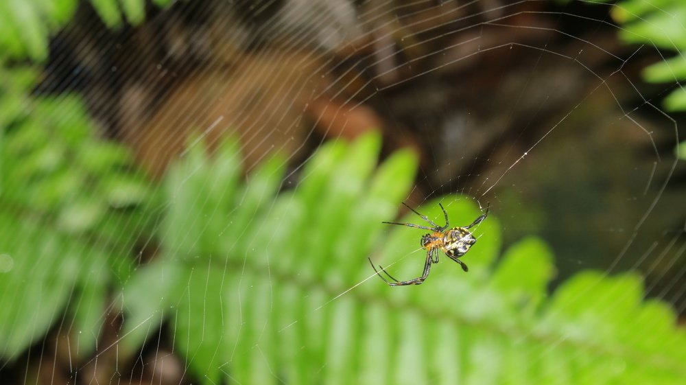 Spider and Net