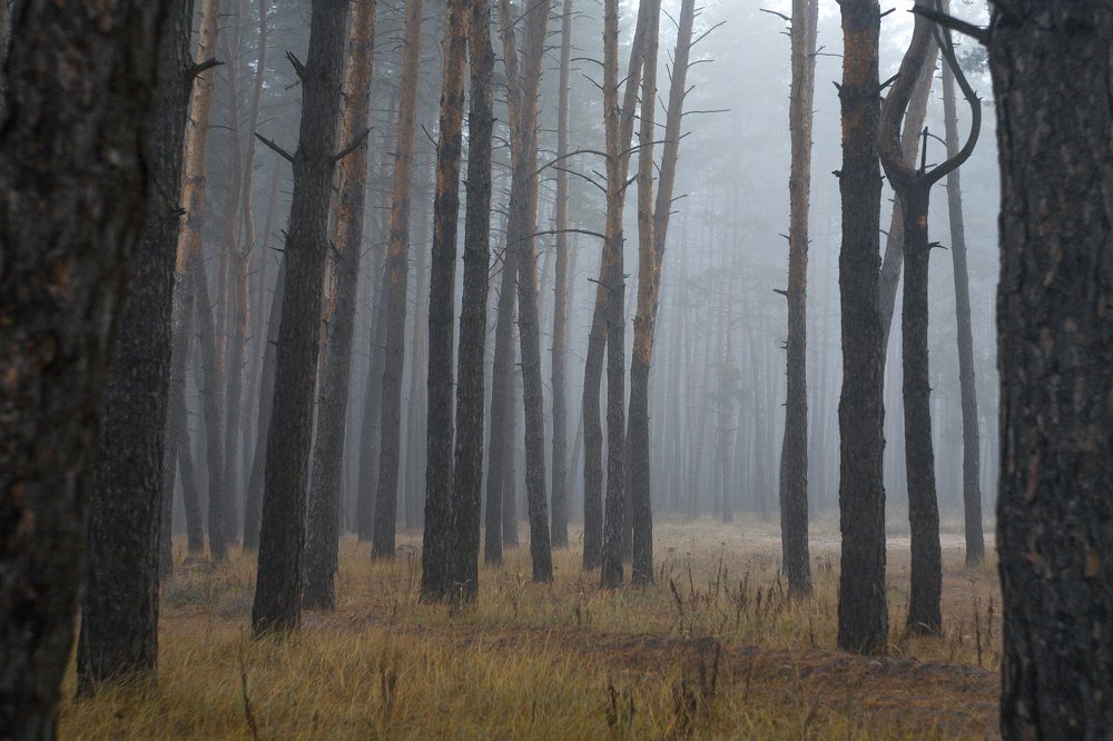 Photograph by Александр Плисик