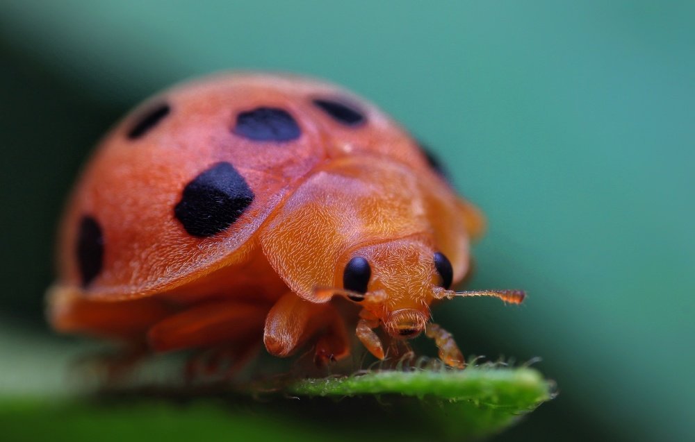 Lady Bug or Ladybird