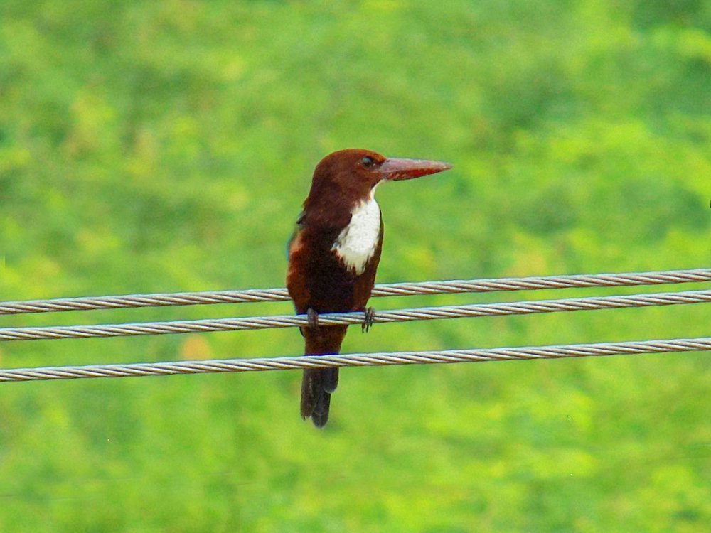 Photograph by Seshadri bhattacharya