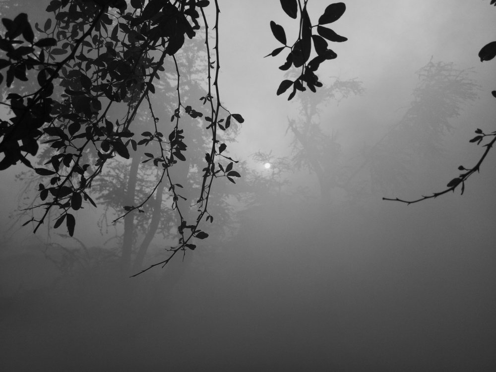 Photograph by Julie M