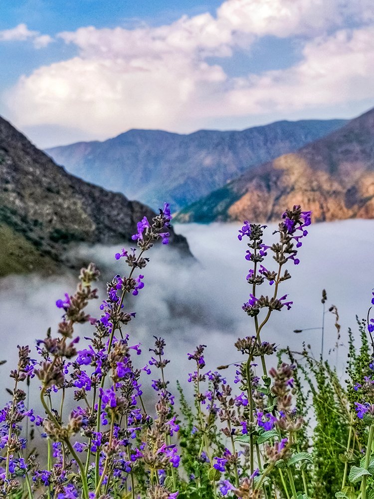 جمال الطبيعة