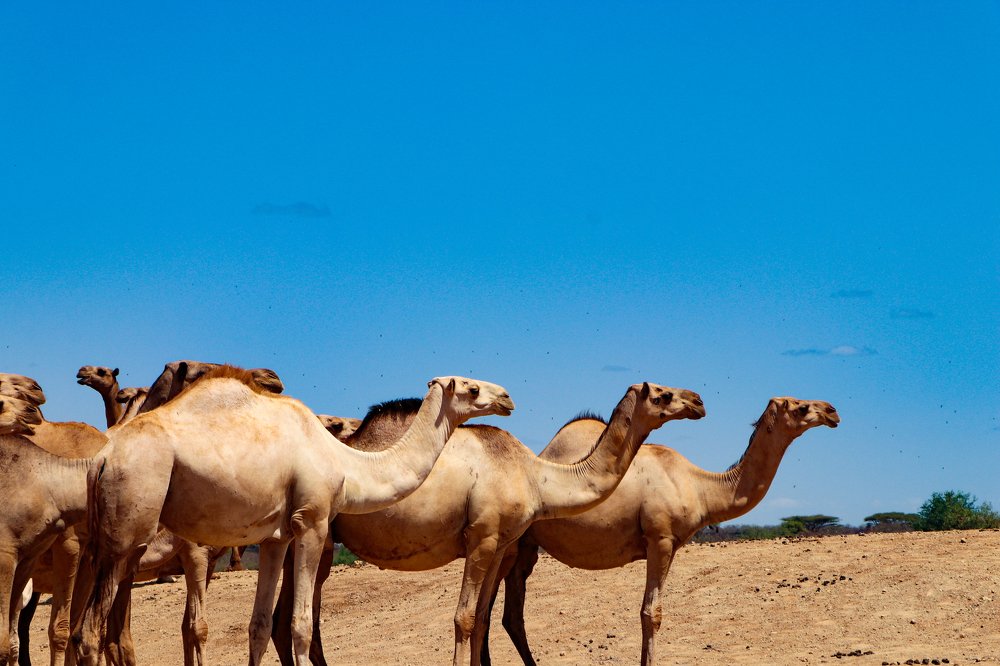 Camels of Basir, Eldas.