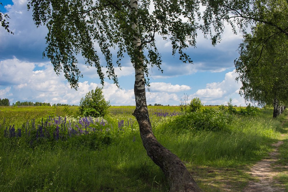 Photograph by Елена Шахова