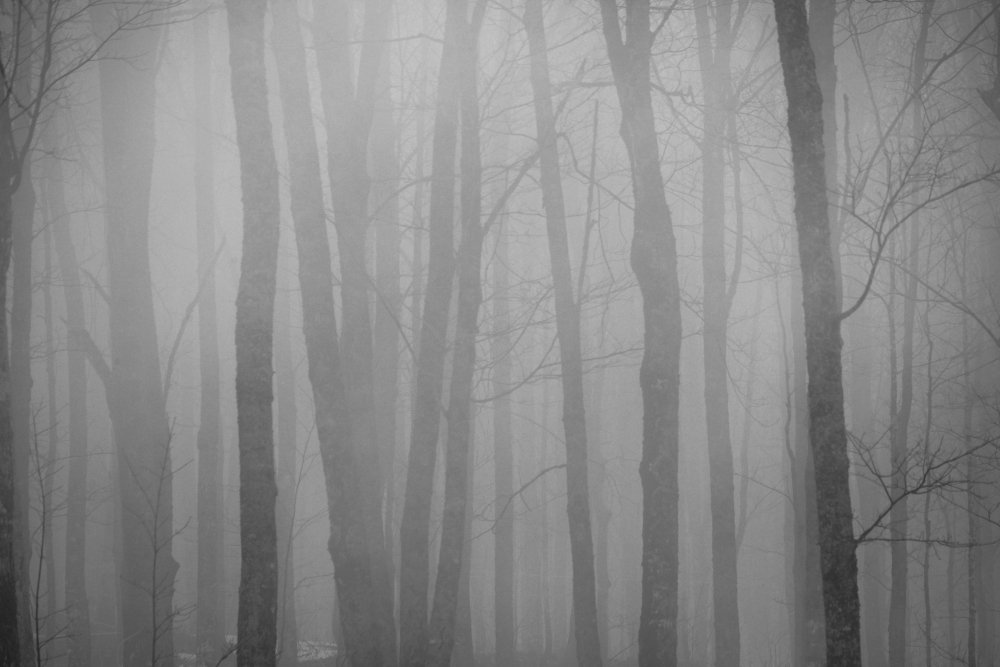 Foggy forest