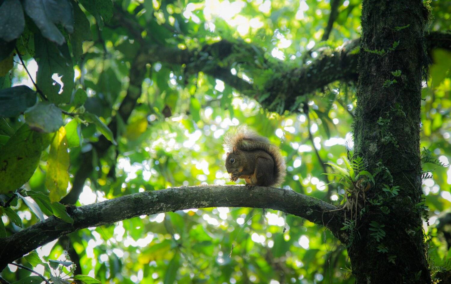 Squirrel