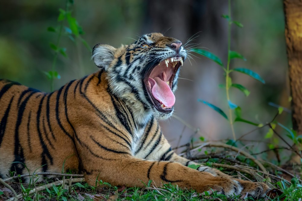 Photograph by Vinod Kumar Kulkarni