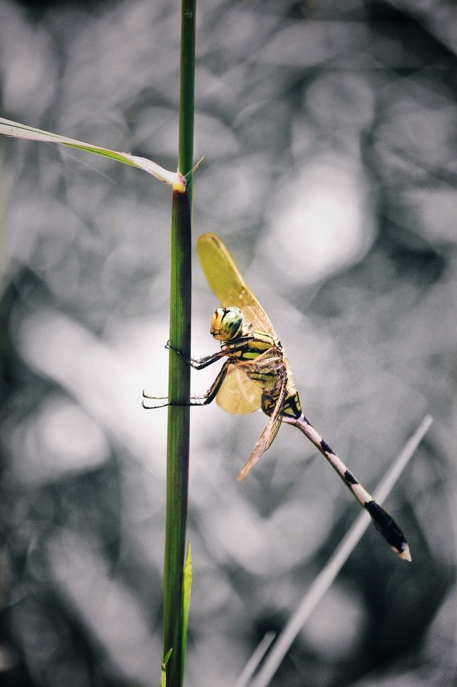 Photograph by Monil Ansodariya