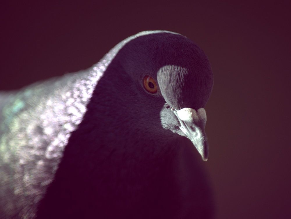 Птицы как Люди. Голуби