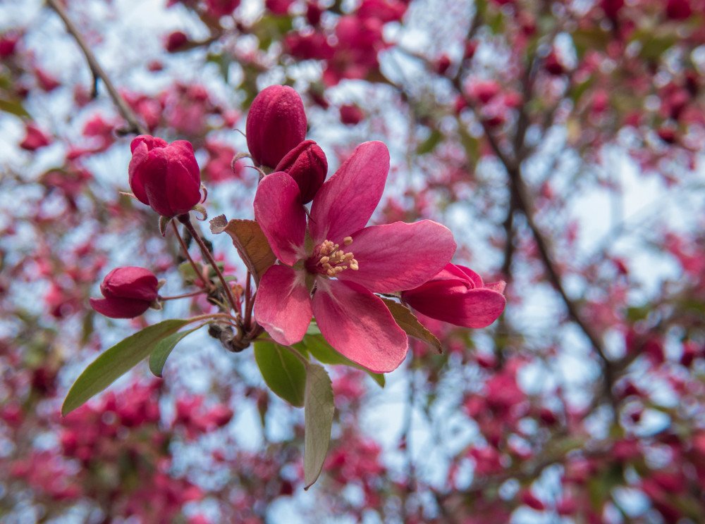 Весны очарованье