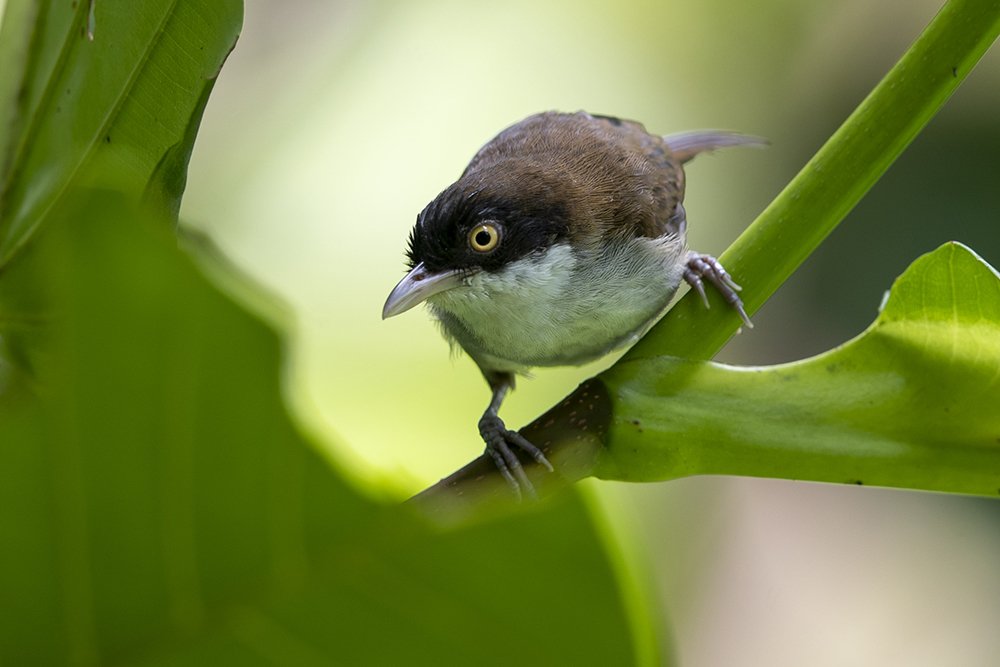 Dark fronted babbler
