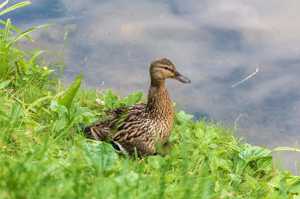Photograph by Валерий Петухов