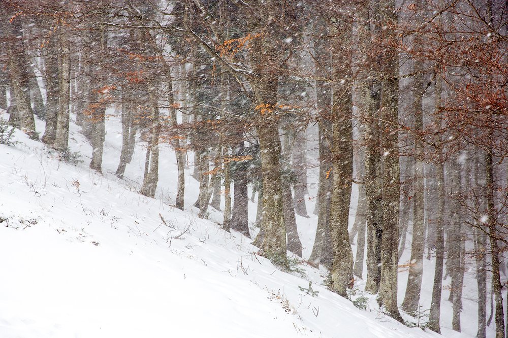 Photograph by Tudor Ghioc