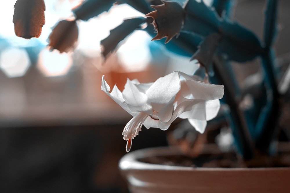 Photograph by Эльвира Коваль