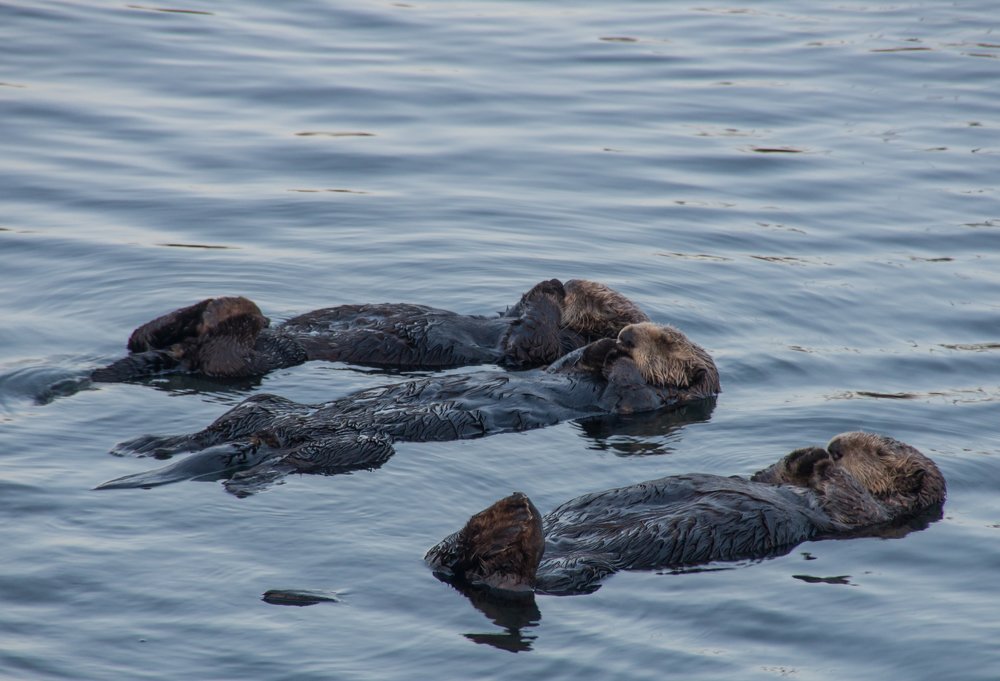 Photograph by Галина Михоношина