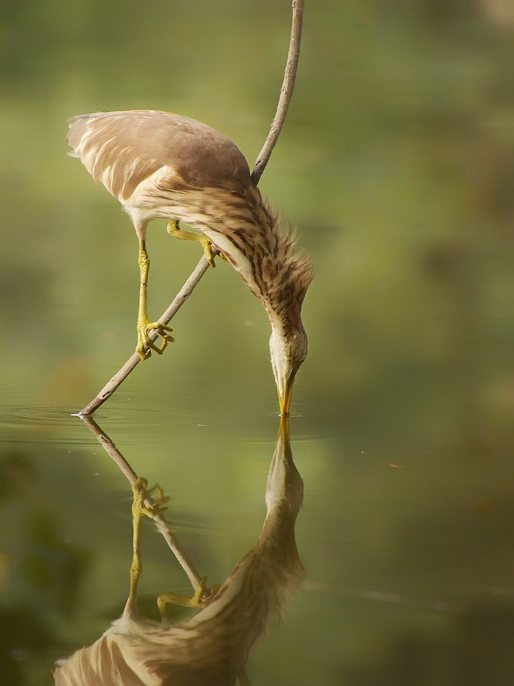 Photograph by Amit Bar