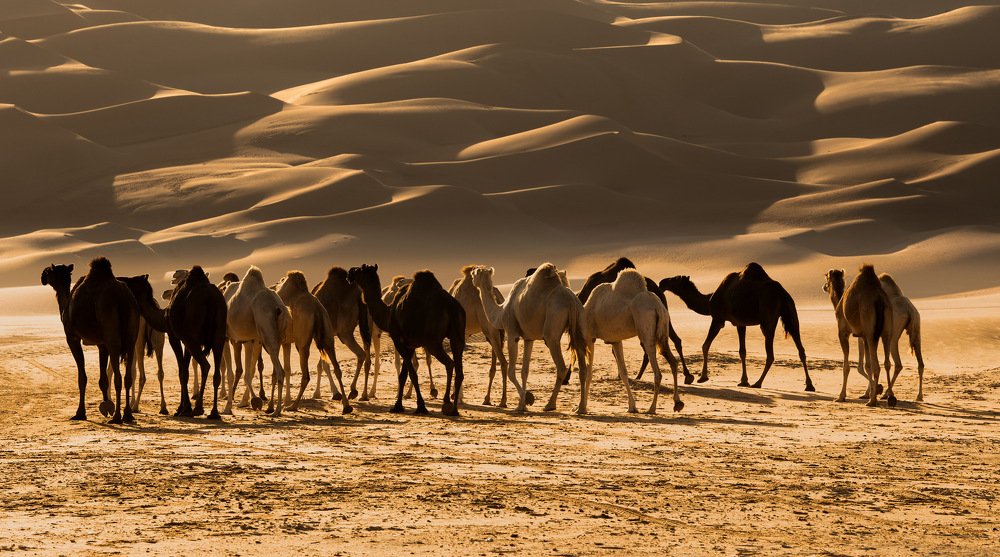 Camels Desert ship
