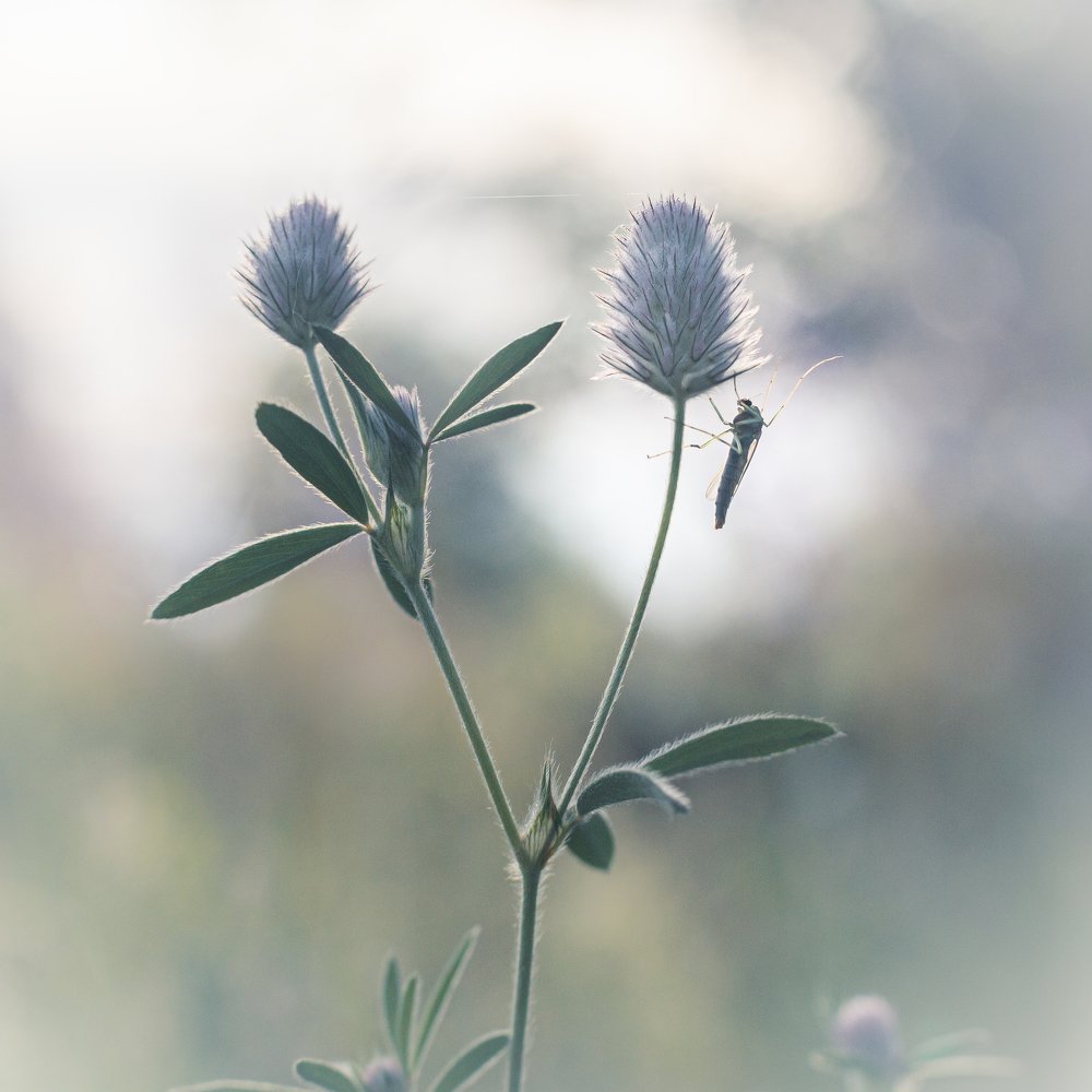 Летним утром