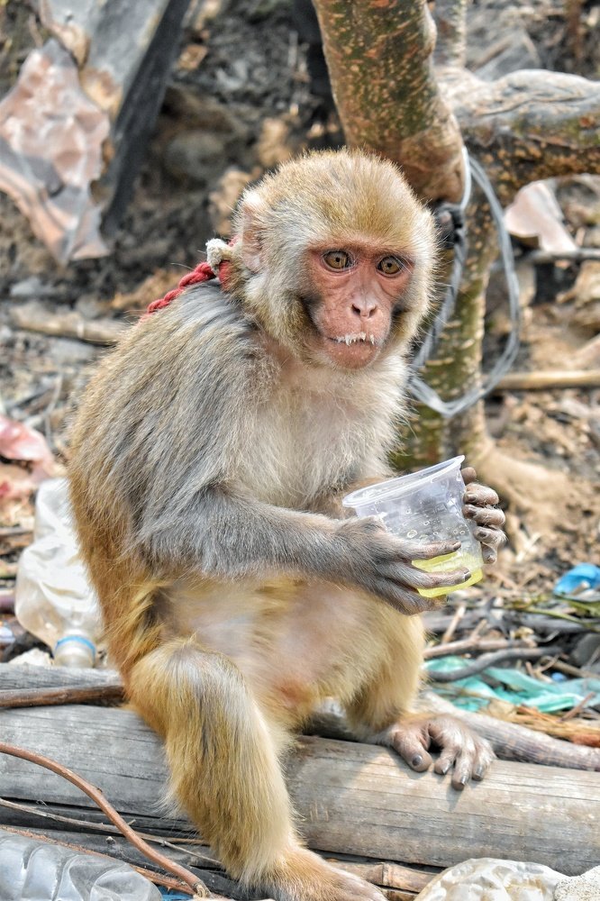 Photograph by Nishant Khadka