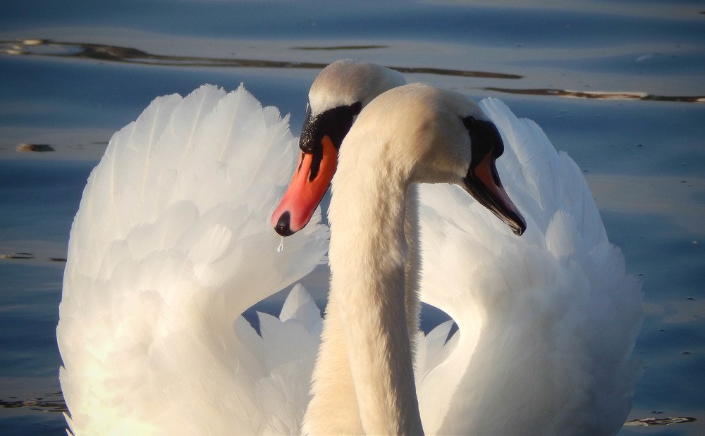 Photograph by Диана Бородзе