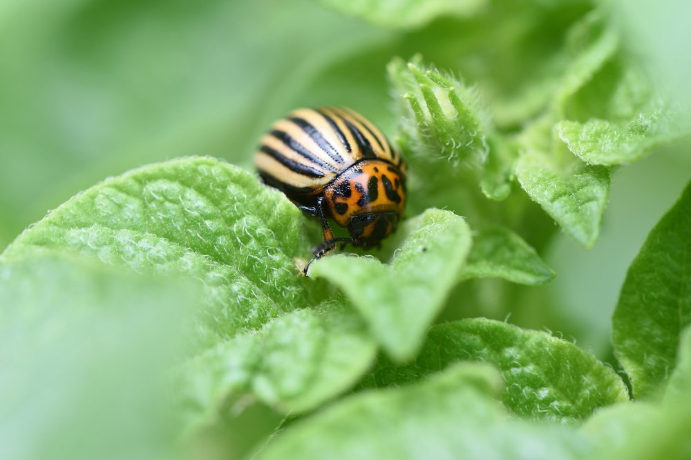 Photograph by Семен Батов