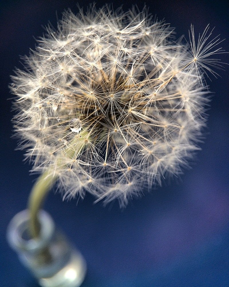 Макро-натюрморт