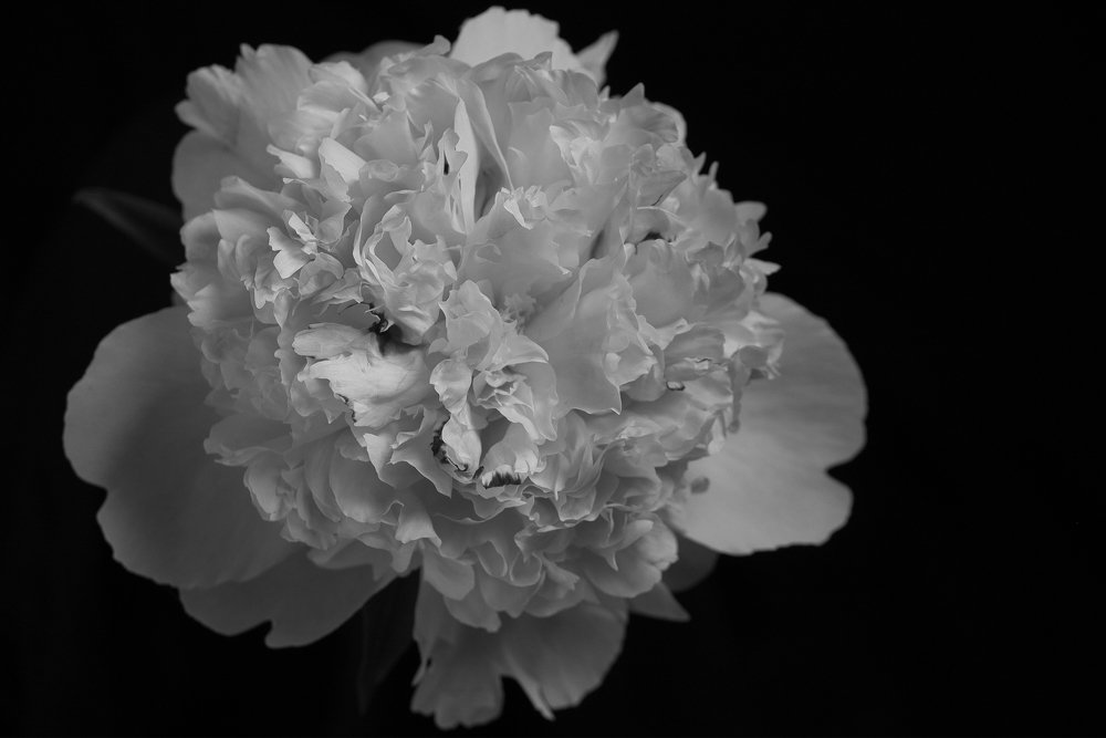 Peony