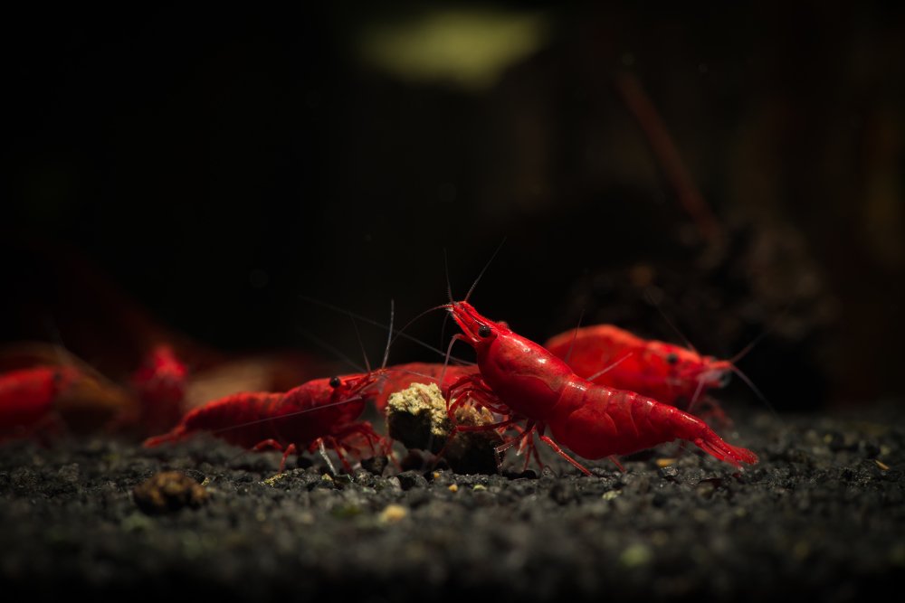 Photograph by Сергей Щербина