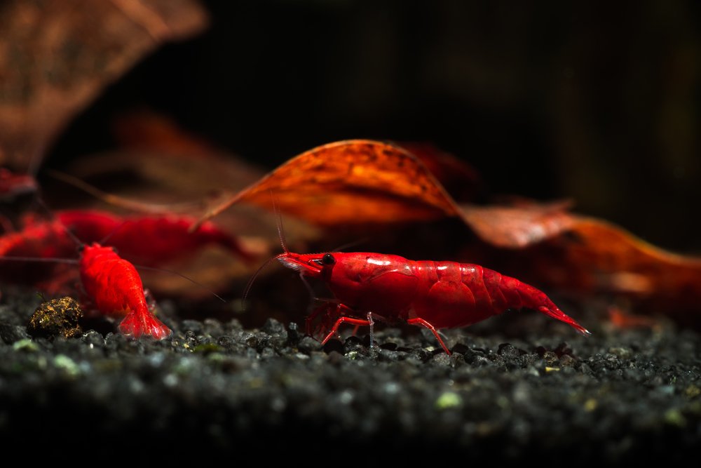 Photograph by Сергей Щербина