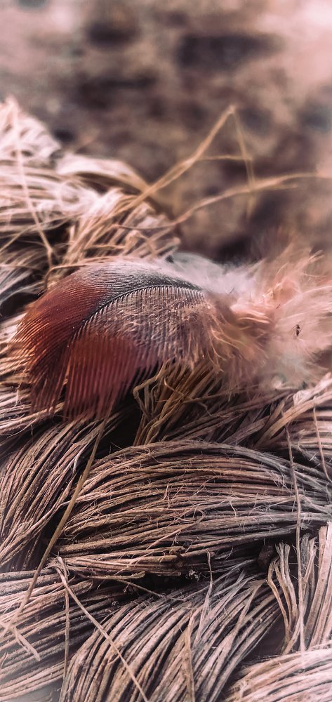 Photograph by Peter Wangui