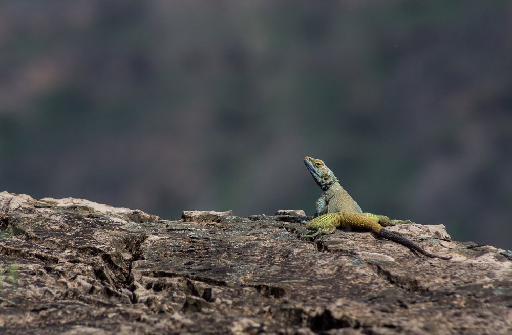 Photograph by Rawand Saeed Kakashekh