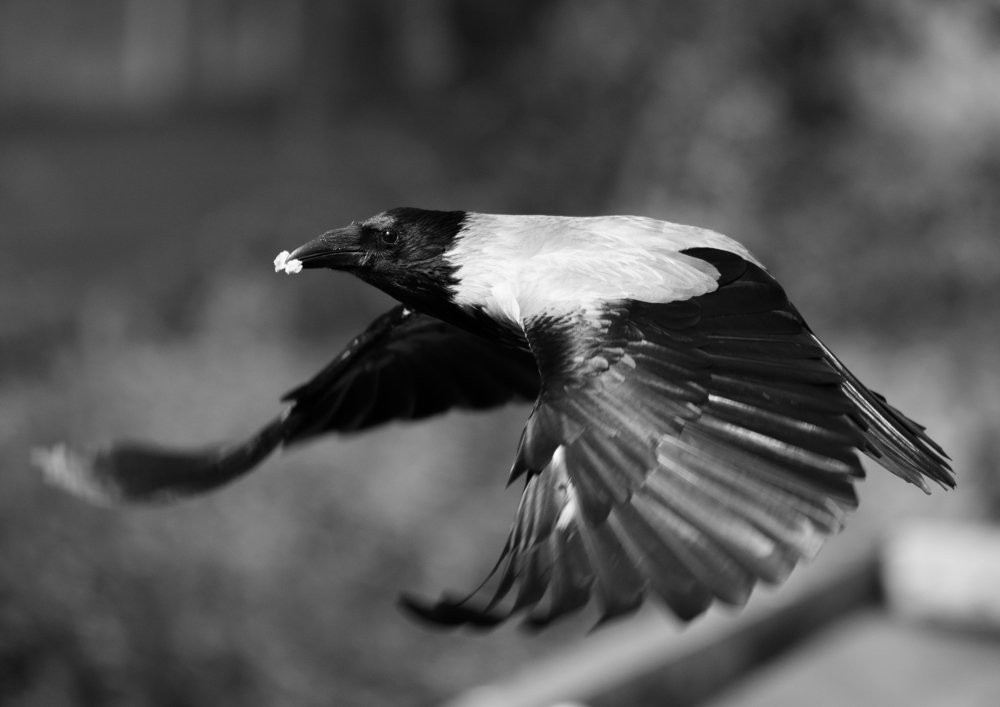 Photograph by Сергей Щербина