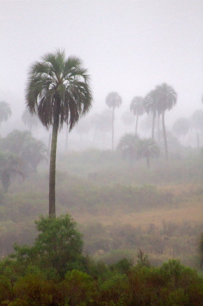 Palms in the fog