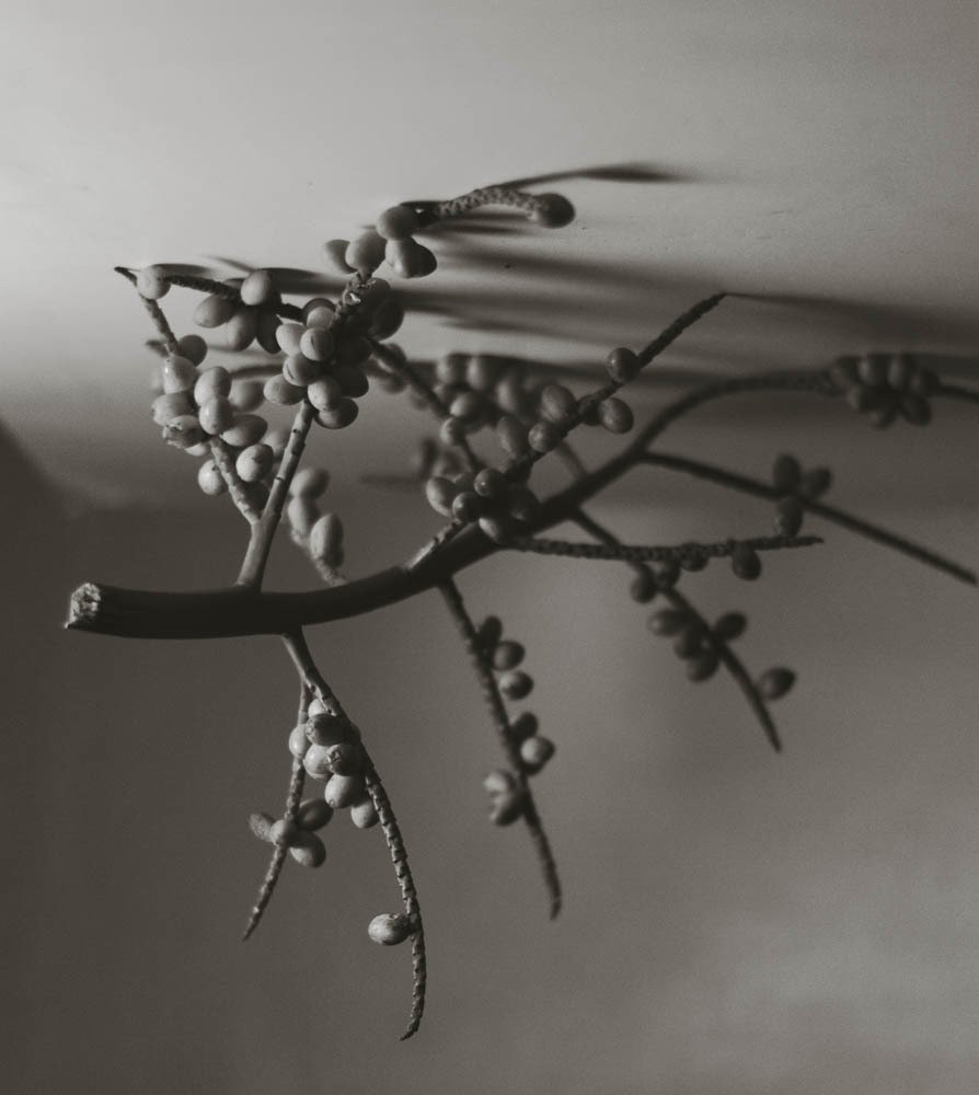 Photograph by Daniel Santolo