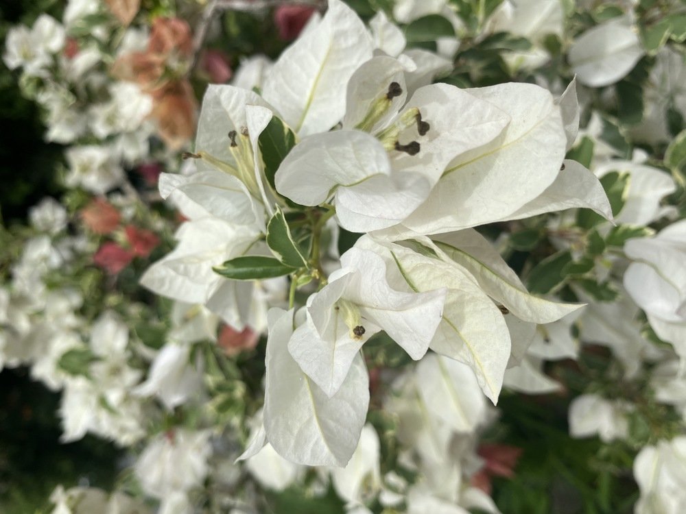 The White Flower - Bougainvillea