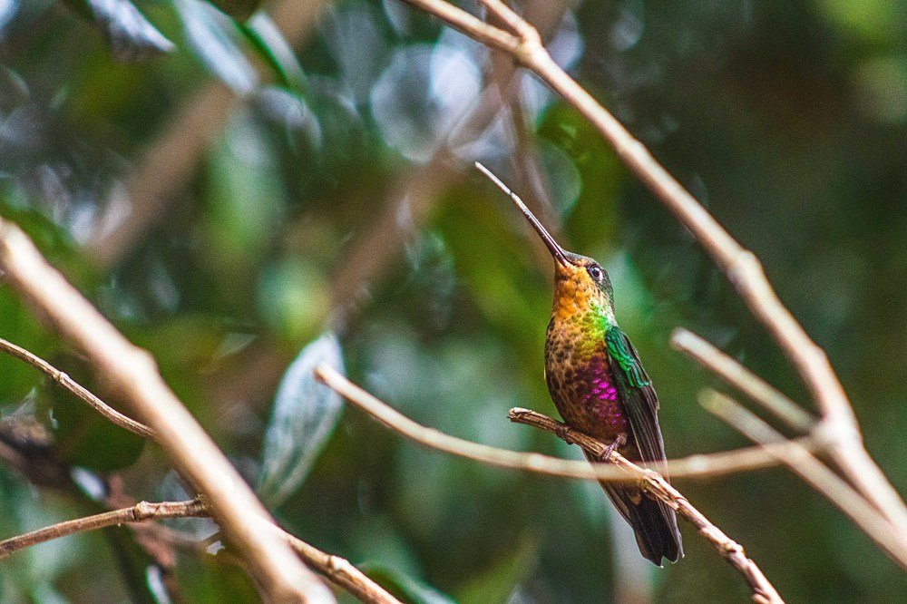 Colibrí Inca ventrivioleta (Coeligena helianthea)