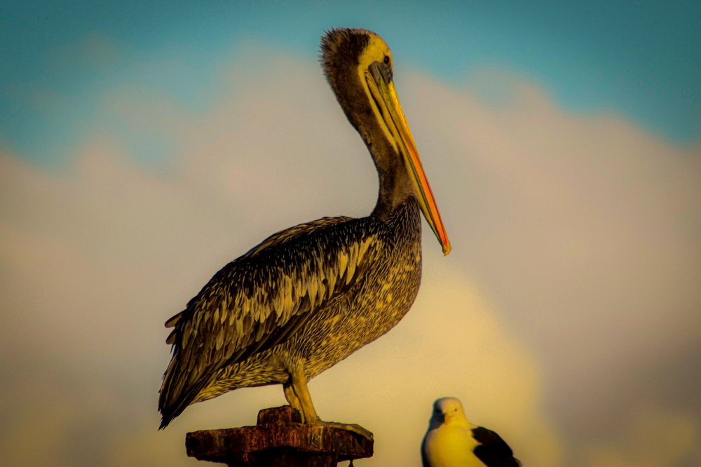 Photograph by Carlos Barría