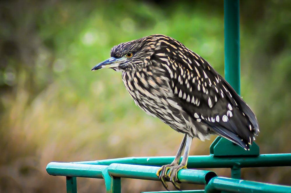 Photograph by Carlos Barría